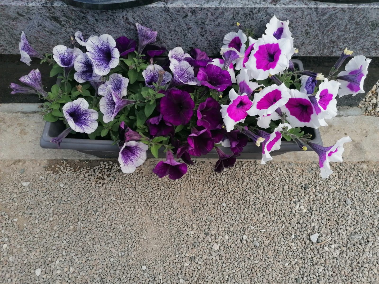 Jardinière